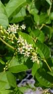 Image of American buckwheat vine