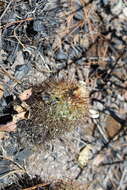 Image of Coryphantha clavata subsp. stipitata (Scheidw.) Dicht & A. Lüthy