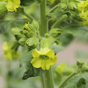 Image of Aztec tobacco