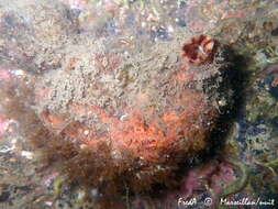 Image of grooved sea squirt