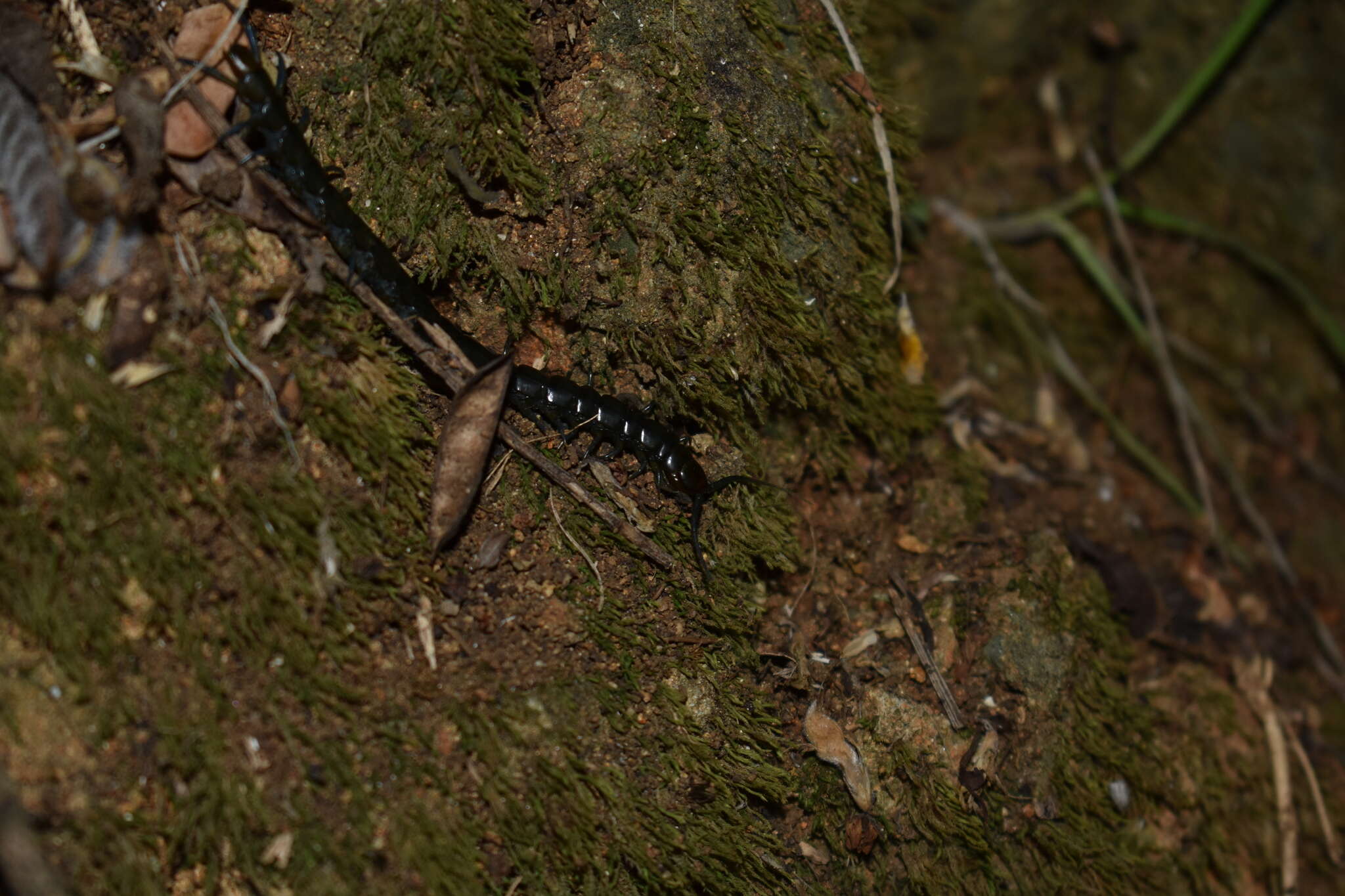 Akymnopellis chilensis (Gervais 1847) resmi