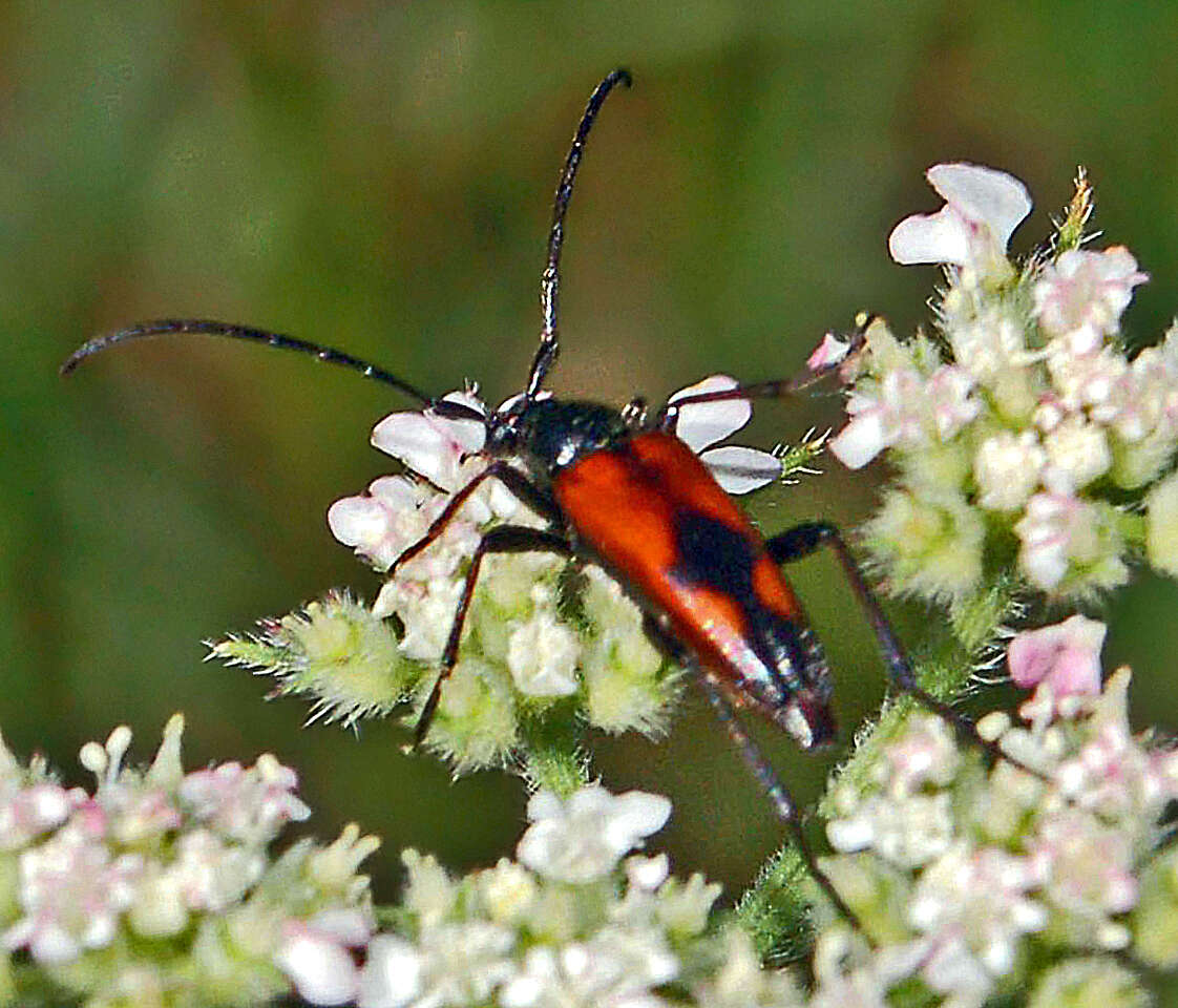 Image of Stenurella (Priscostenurella) bifasciata (Müller 1776)