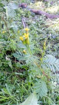 Imagem de Tagetes foetidissima Hort. ex DC.