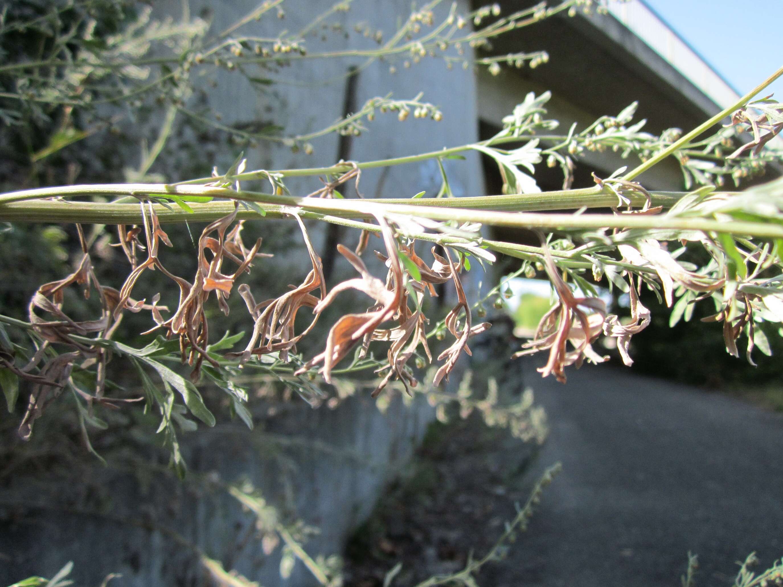 Image of common wormwood