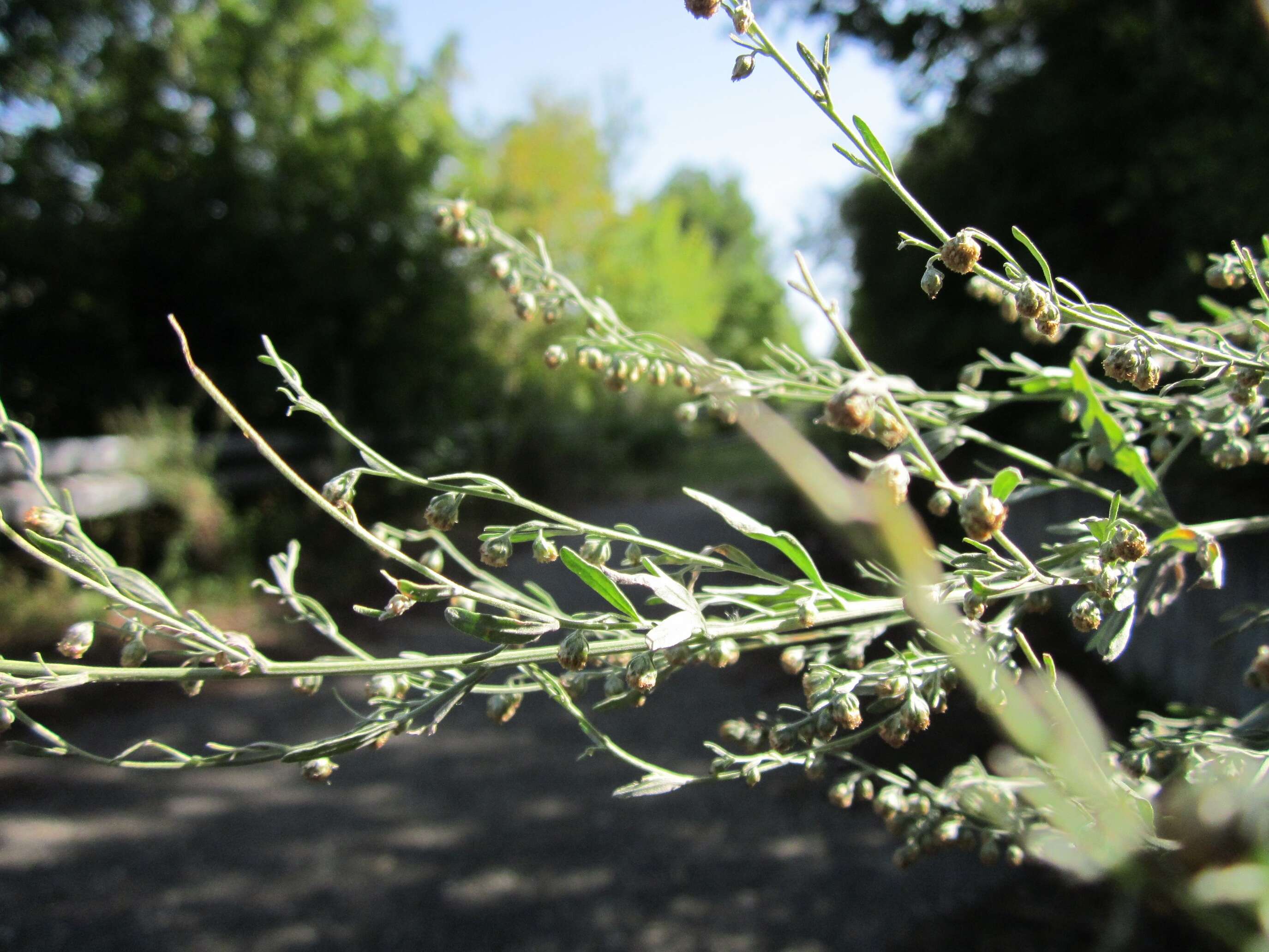 Image of common wormwood