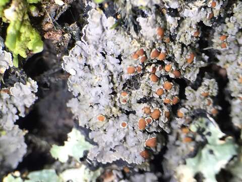 Image of Rimmed shingle lichen