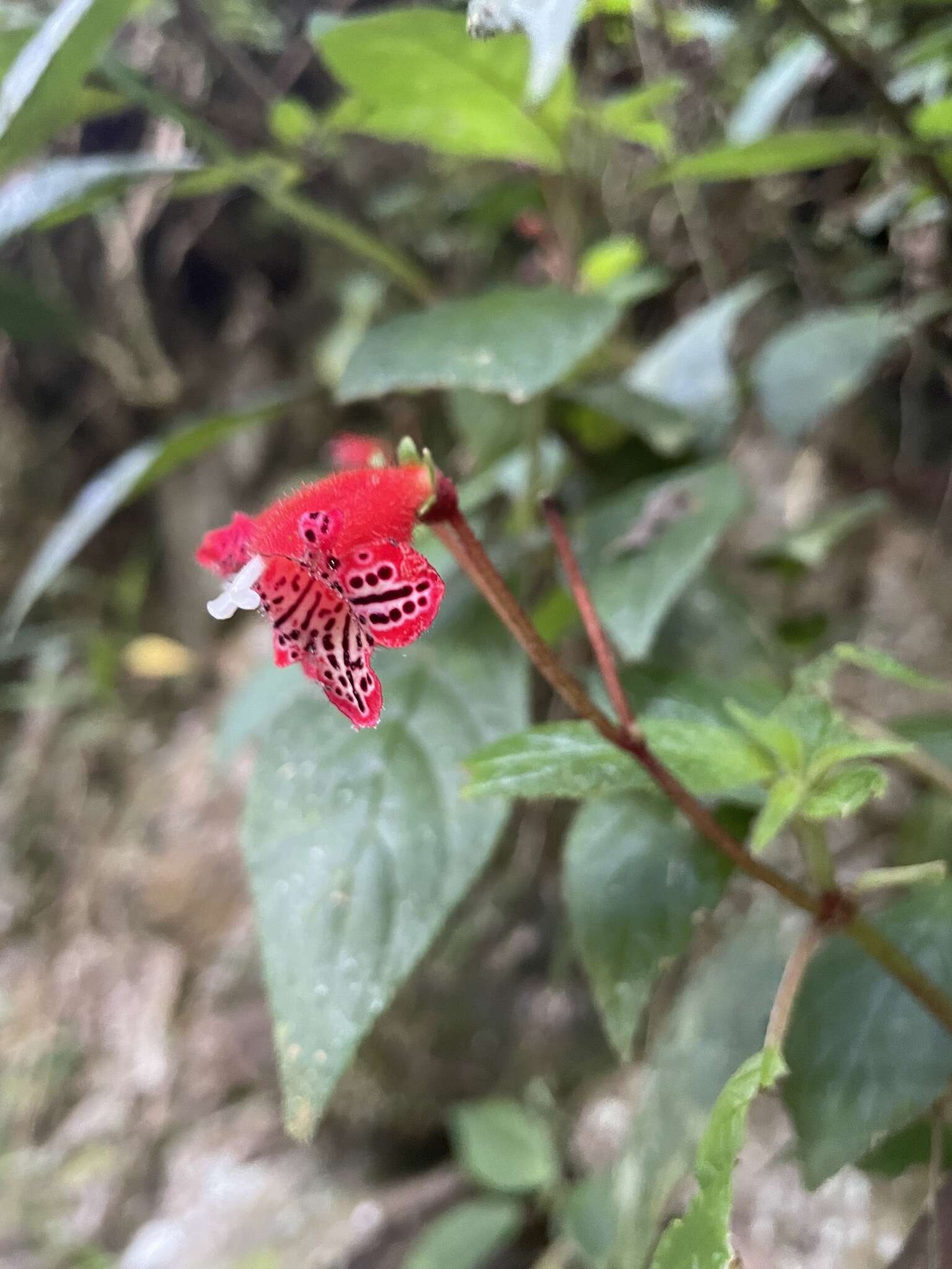 Sivun Kohleria inaequalis var. ocellata (Hook.) L. P. Kvist & L. E. Skog kuva