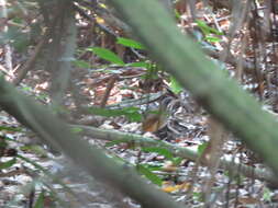 Image of Masked antpitta