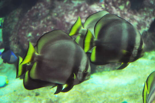 Image of Longfin batfish