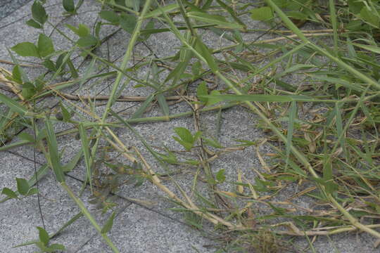 Image of Asian Grass Lizard