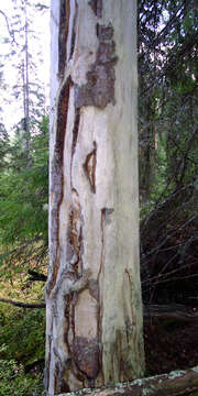 Image of Scotch Pine