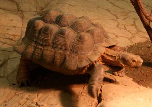 Image of desert tortoise