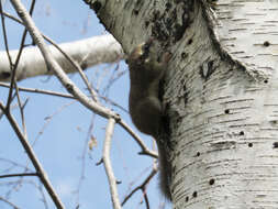 Image of Common Forest Dormouse