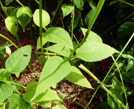 Image of scarlet beebalm