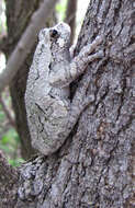 Image of Gray Treefrog