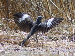 Image of Mimus Boie & F 1826