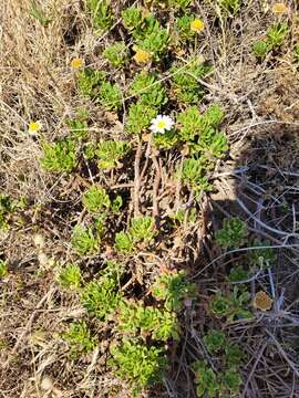 Image of Argyranthemum pinnatifidum subsp. succulentum (Lowe) Humphr.