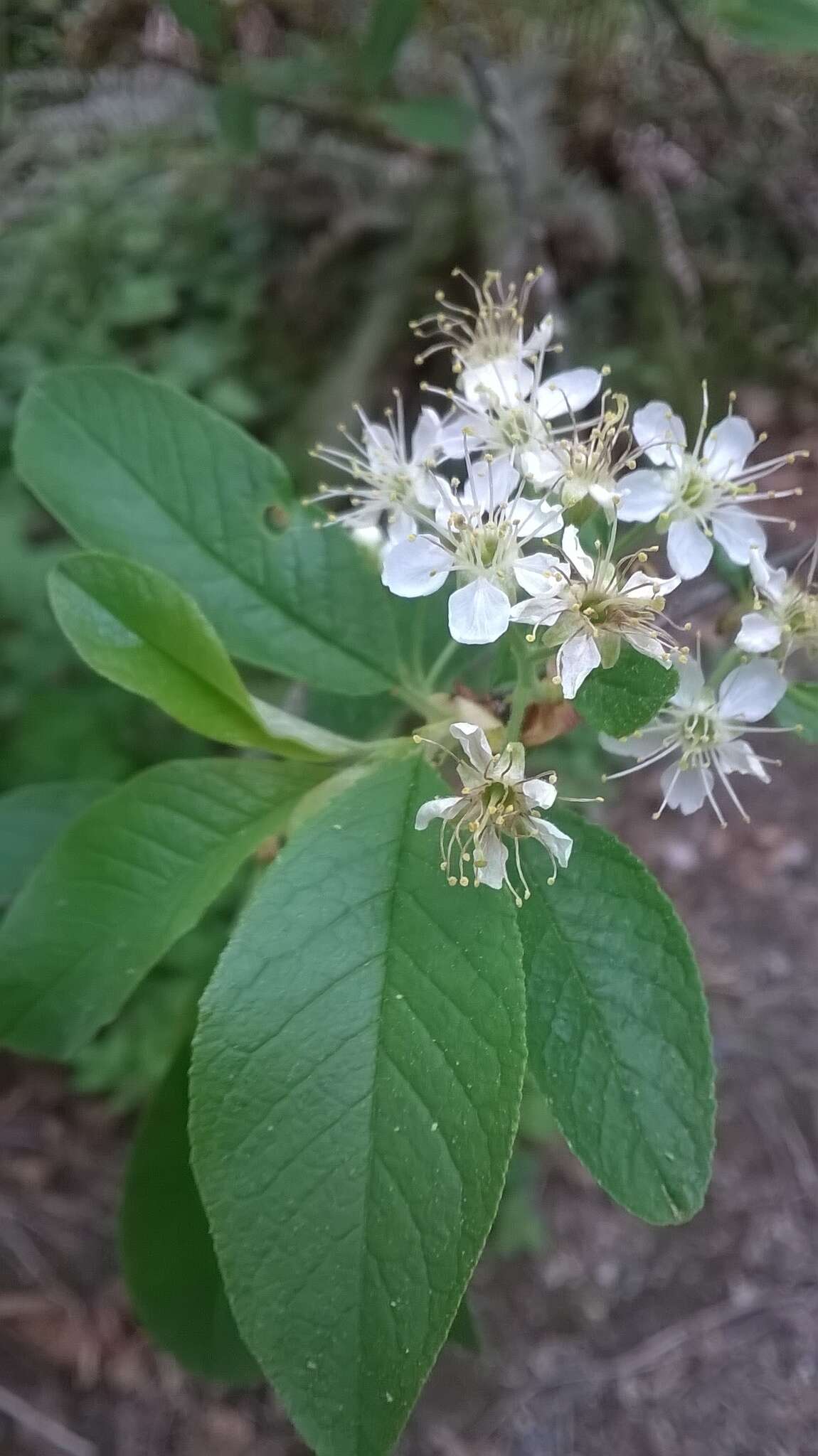 Imagem de Prunus emarginata var. mollis (Dougl.) Brewer