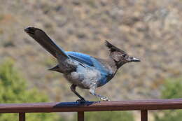 Image of Steller's Jay