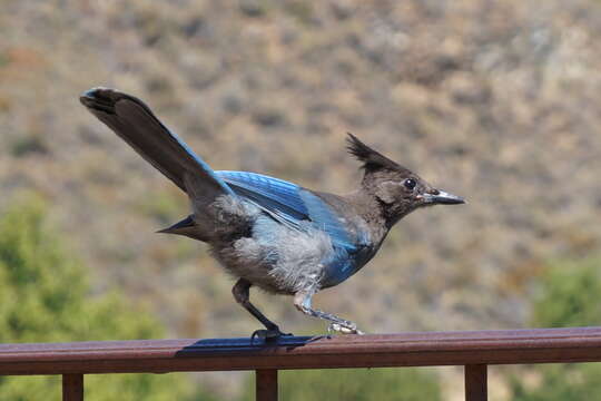 Image of Steller's Jay