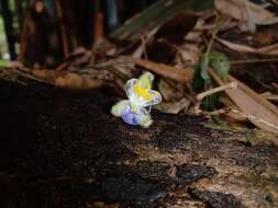 Image of Tinantia standleyi Steyerm.