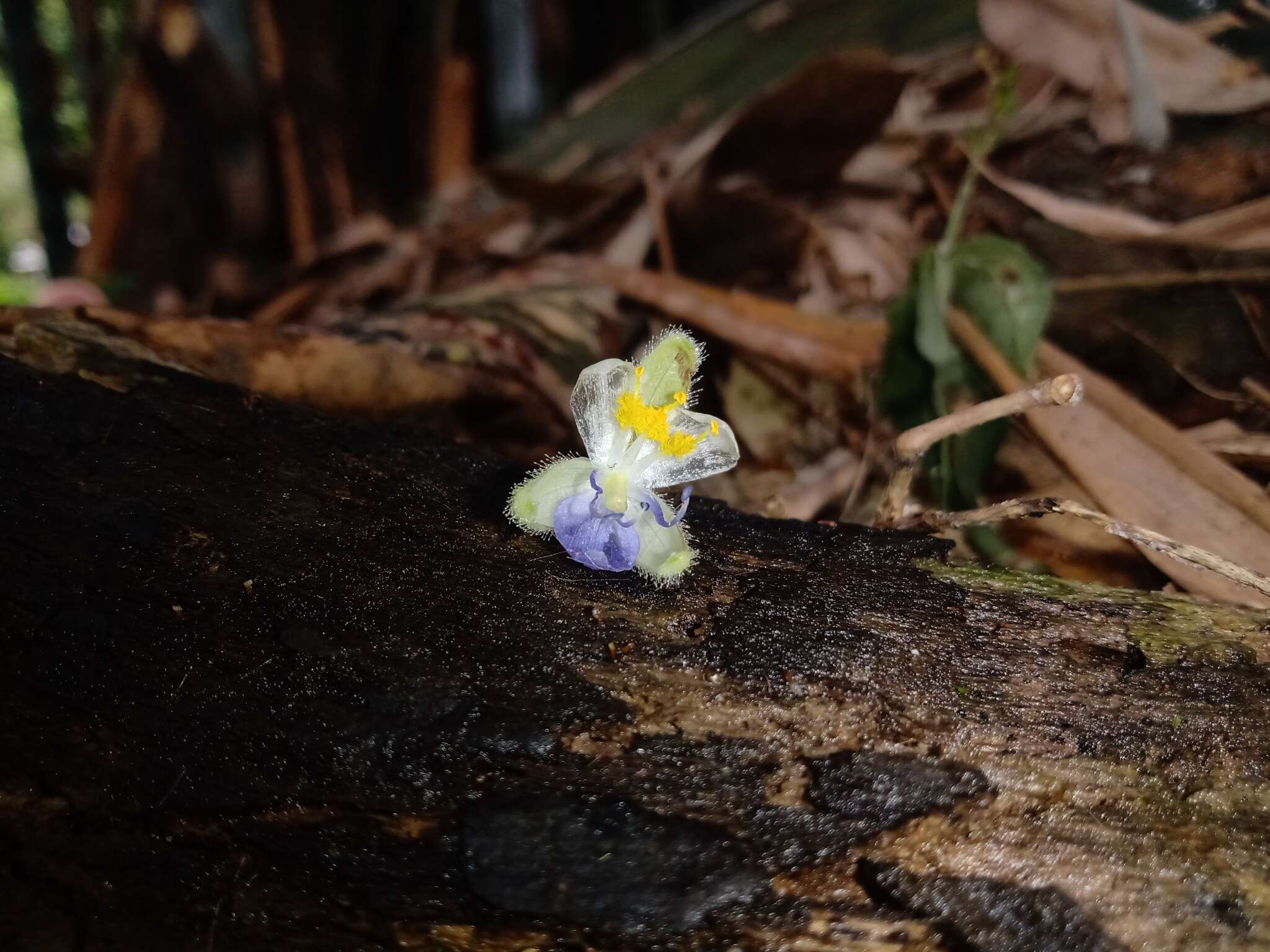 Image of Tinantia standleyi Steyerm.