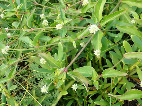 Image of yellow joyweed