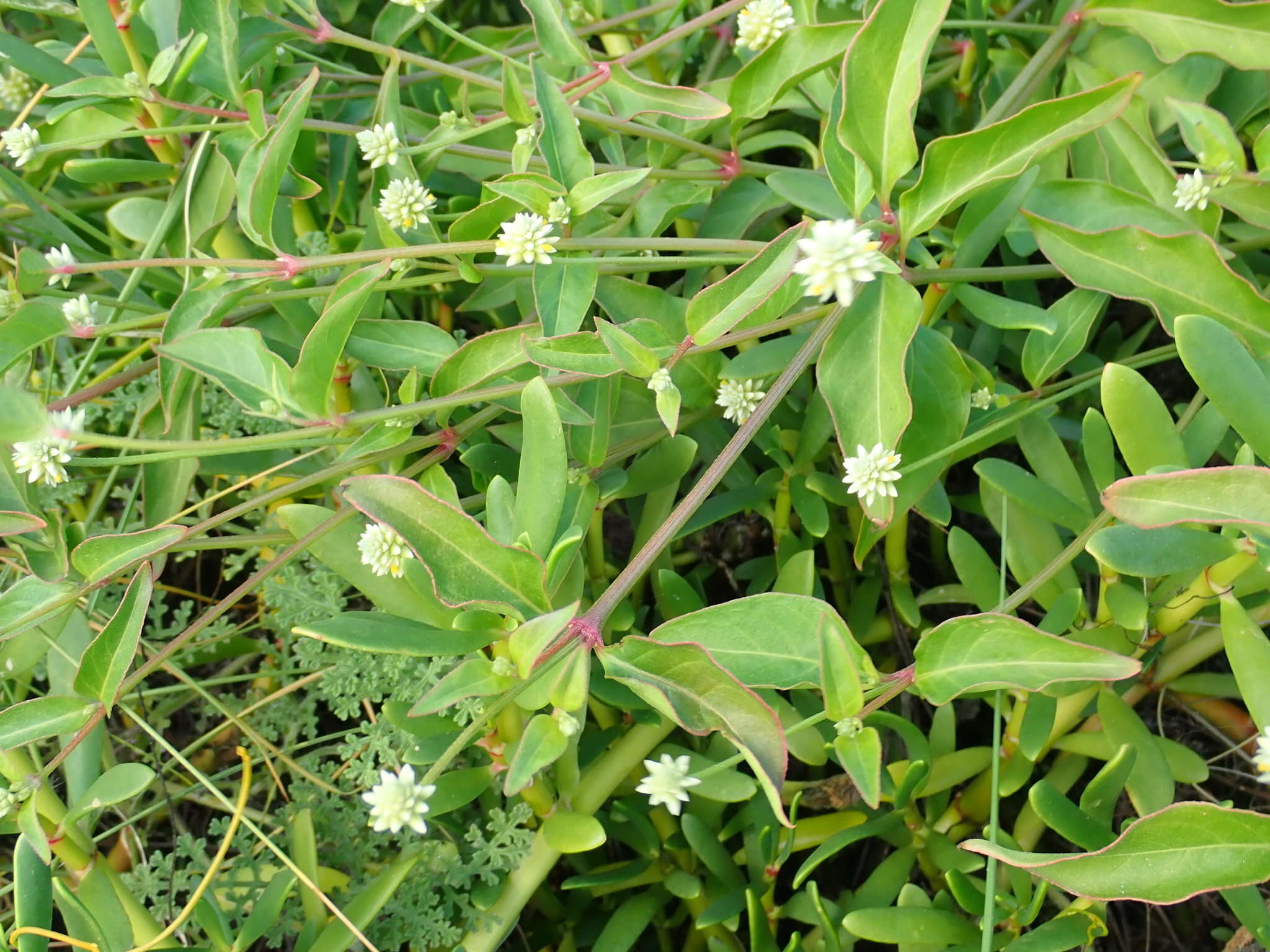 Sivun Alternanthera flavescens (Mart.) Kunth kuva