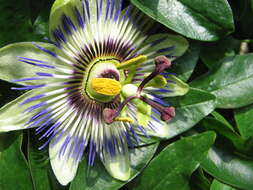 Image of Blue Passion Flower