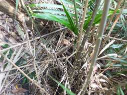 Image of Calamus beccarii A. J. Hend.