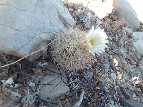 Image de Sclerocactus warnockii (L. D. Benson) N. P. Taylor