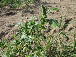 Image of redroot amaranth