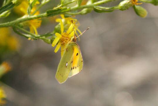 Image of clouded yellow