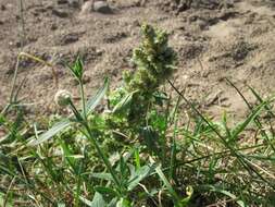 Image of redroot amaranth