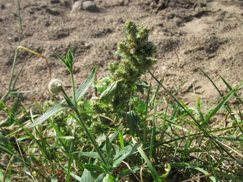 Image of redroot amaranth