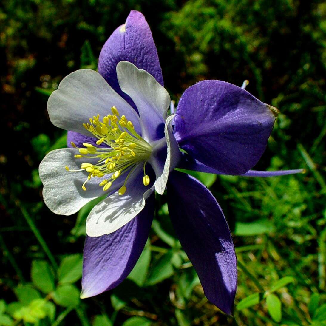 Image of Colorado blue columbine