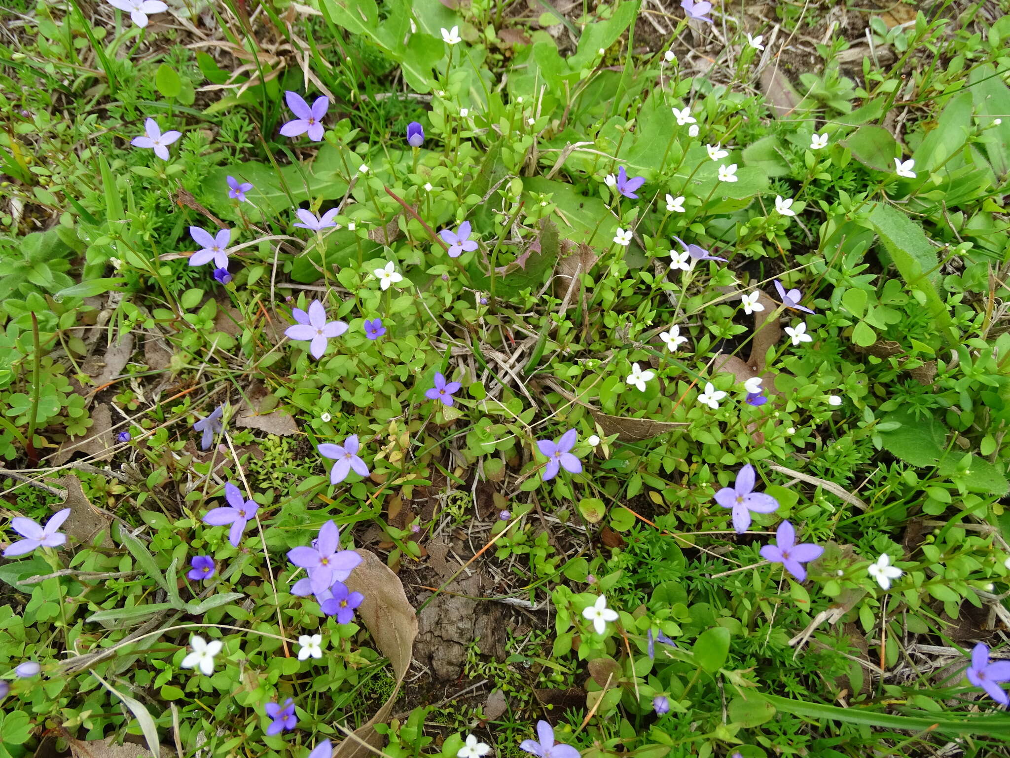 Image of southern bluet