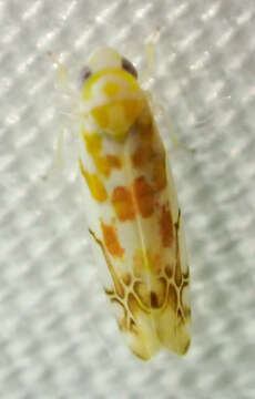 Image of Leafhopper