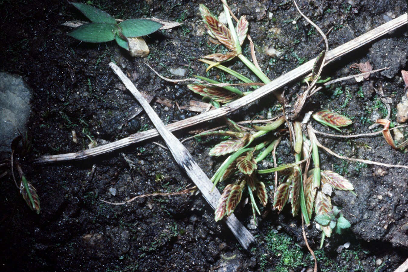 Image of slender flatsedge