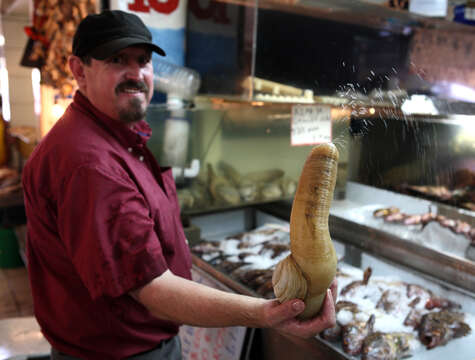 Image of Pacific Geoduck