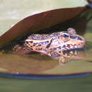 Image of Black-spotted frog