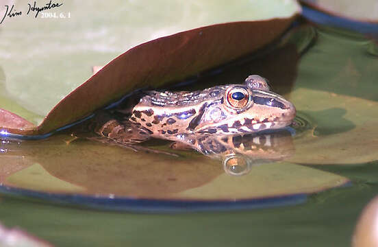 Sivun Pelophylax nigromaculatus (Hallowell 1861) kuva