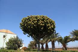 Image of Euphorbia abyssinica J. F. Gmel.