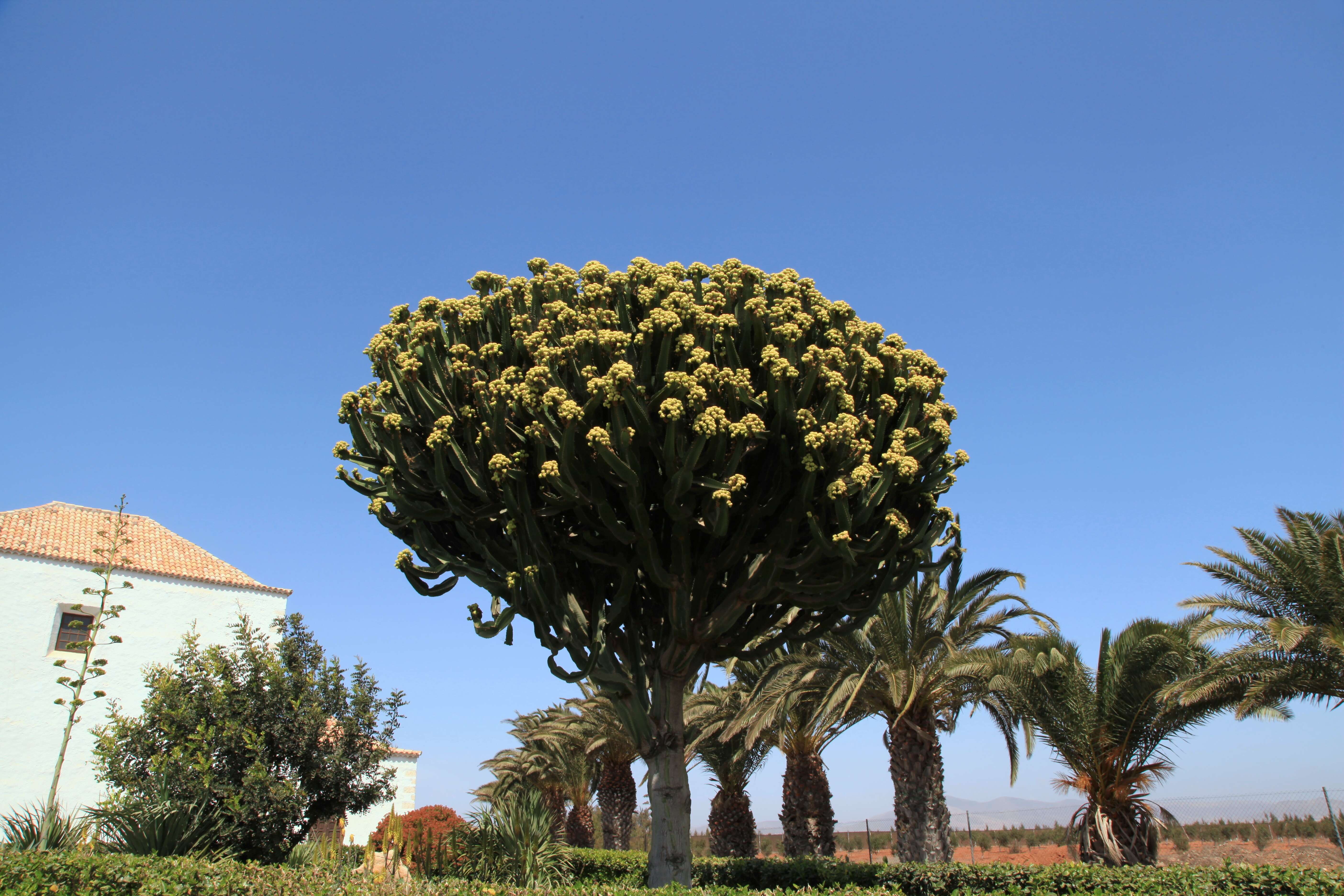 Image of Euphorbia abyssinica J. F. Gmel.