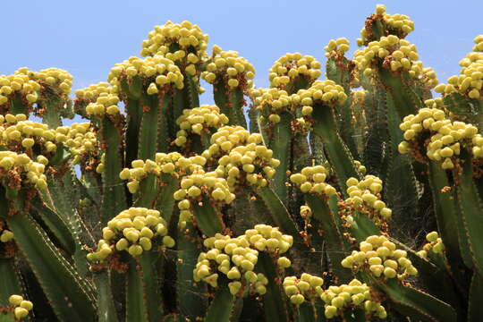 Image of Euphorbia abyssinica J. F. Gmel.