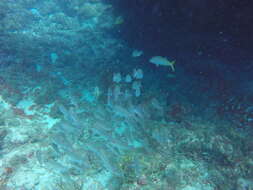 Image of Goatfish