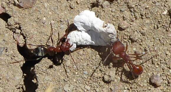 Image of Western Harvester Ant