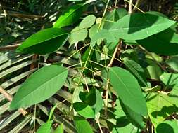 Image of Triadica cochinchinensis Lour.