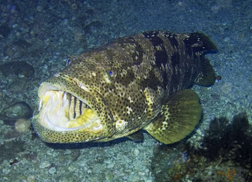 Image of Malabar Grouper