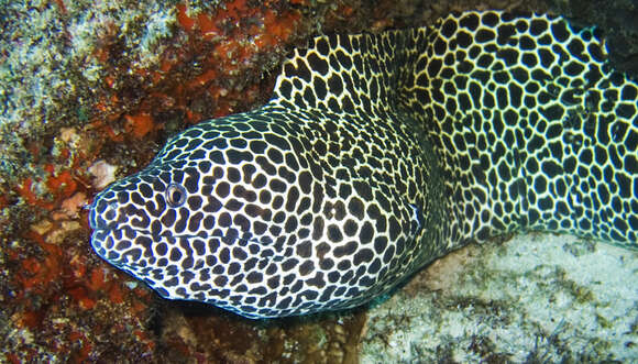 Image of honeycomb moray